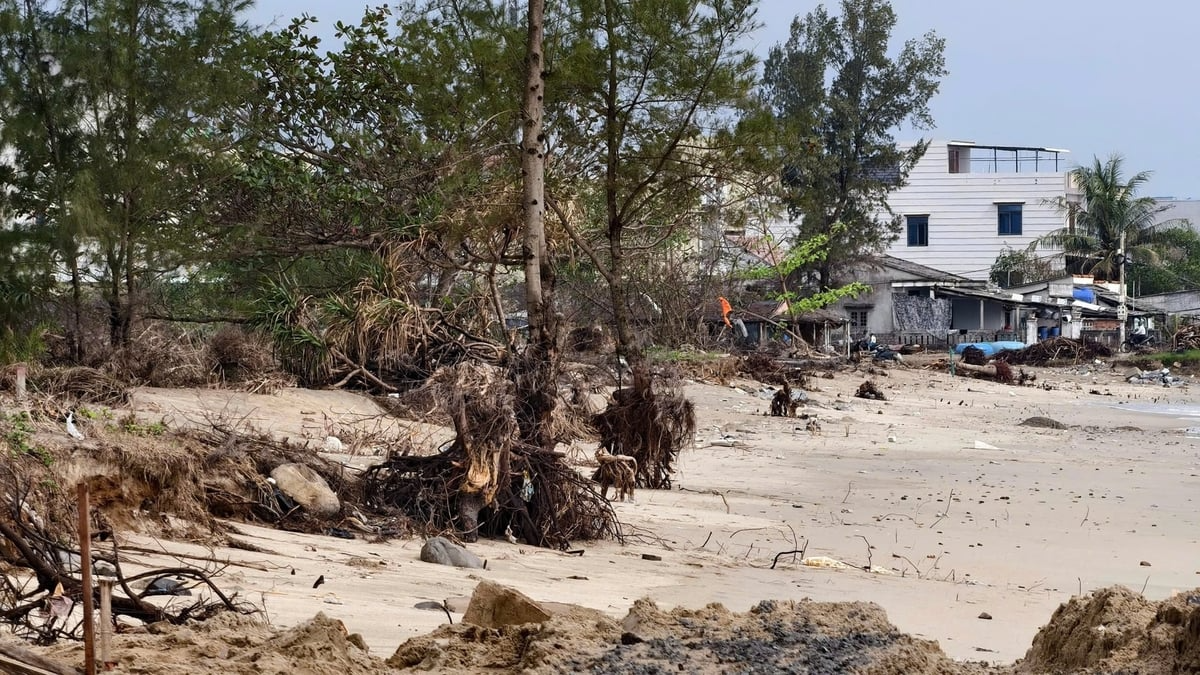 Hàng cây chắn sóng bị đánh bật gốc, trơ rễ. Ảnh: V.H.