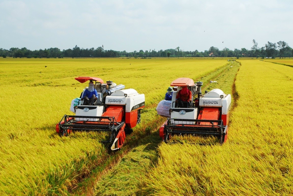 Hiệu quả bước đầu từ mô hình lúa chất lượng cao, phát thải thấp